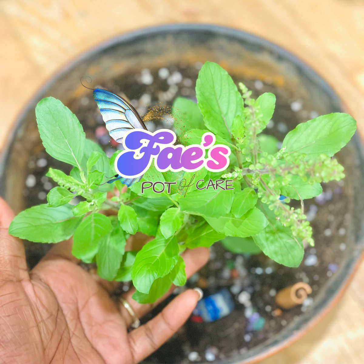 Fae's Pot of Care
