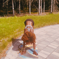 Asana Flow-30 min Virtual Session