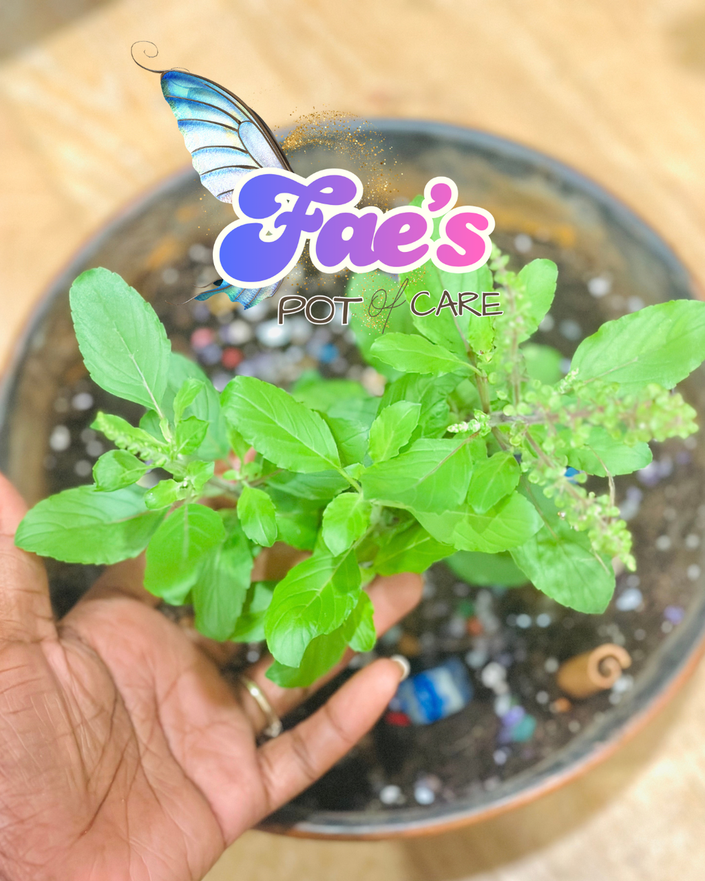 Personalized Herbal Tea Blend & Consultation